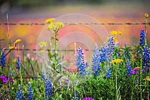 Wildflowers along barbed wired fence