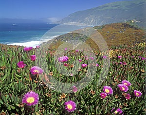 Wildflowers along Pacific Coast Highway, CA