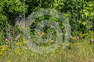 Wildflowers along the roadside