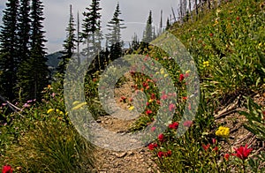 Wildflowers Along The Trail