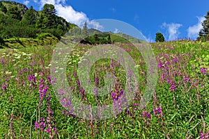 Wildflowers on a alpine meadow in austrian Alps, Zillertal High Alpine Road, Austria, Tirol