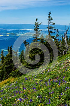 Wildflowers On Alpine Ridge