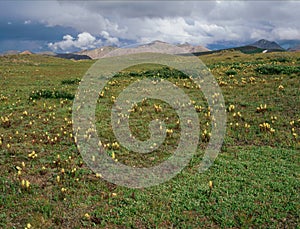 Wildflowers and alpine tundra along the Continental Divide Trail, Weminuche Wilderness, Colorado
