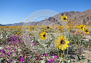 Wildflowers in Anza Borrego Desert photo