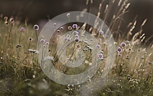 Wildflowers on the background of setting sun