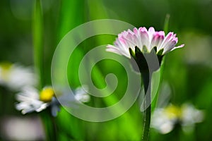 Wildflowers background. Spring flower closeup. Springtime. White flowers of camomile.