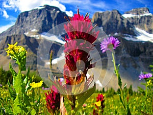 Wildflowers of Banff Nat Park