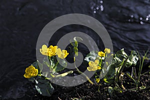 Wildflowers on the bank of the river, wild yellow pitcher