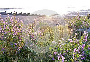 Wildflowers on Beach in Evening Light, Whitstable