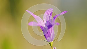 Wildflowers bellflower sway in the wind in field. Close up.