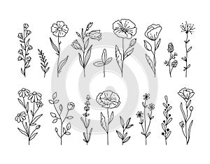 Wildflowers black and white clipart bundle, Poppy flower, daisy, chamomile botanical floral isolated elements, meadow