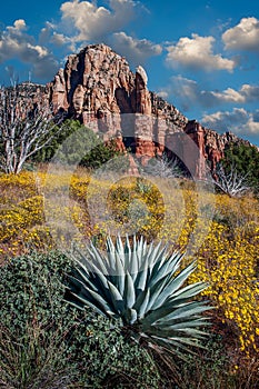 Wildflowers blomming on Brins Mesa near Sedona, Arizona