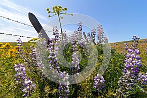 Wildflowers in Bloom at Columbia Hills State Park