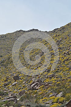 Wildflowers in Bloom on Mountainside