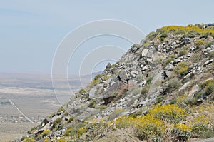 Wildflowers in Bloom on Mountainside photo