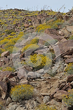 Wildflowers in Bloom on Mountainside photo