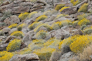 Wildflowers in Bloom on Mountainside photo