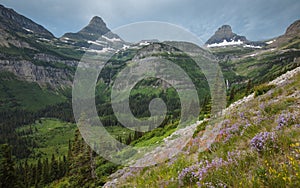 Wildflowers in bloom with Reynolds Mountain and Clements Mountain in the background Glacier National Park photo