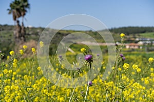 Wildflowers in Bloom with a Soft Focus.