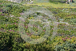 Wildflowers blooming in the fynbos