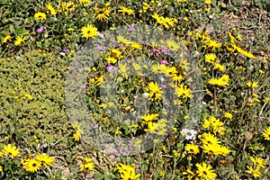 Wildflowers blooming in the fynbos