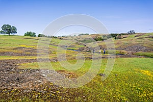 Wildflowers blooming and green grass growing on the rocky soil of North Table Mountain, Oroville, California