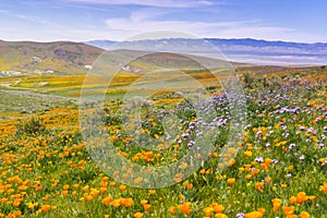 Wildflowers blooming on the hills in springtime, California