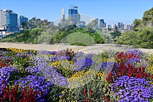 Wildflowers blooming  at Kings Park and Botanic Garden Perth Western Australia