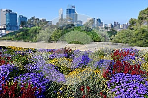 Wildflowers blooming  at Kings Park and Botanic Garden Perth Western Australia photo