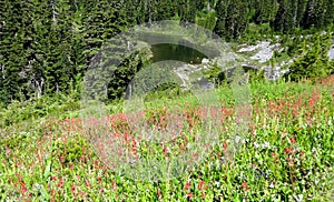 Wildflowers blooming near Mazama Lake photo