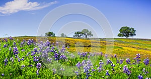 Wildflowers blooming on the rocky soil of North Table Mountain Ecological Reserve, Oroville, Butte County, California