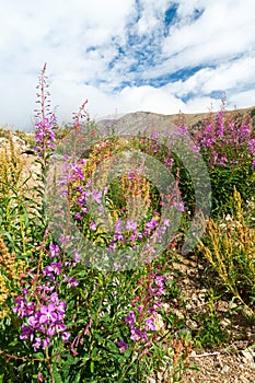 Wildflowers Blooming in Summer photo