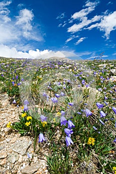 Wildflowers Blooming in Summer