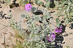 California Wildflower Series - Superbloom - Honey Bee on tiny white wildflowers photo