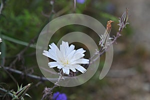 California Wildflower Series - Superbloom - white flowers and buds on desert Chicory photo