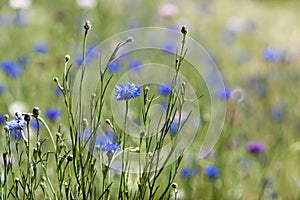 Wildflowers Blue Cornflower