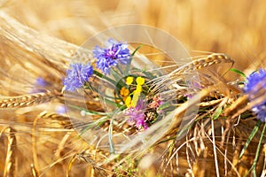 Wildflowers-blue cornflowers, yellow and purple are woven into a wreath of rye ears