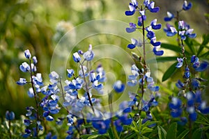 Wildflowers: Blue Lupine