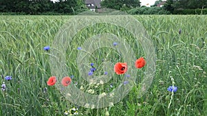 Wildflowers blue and red on a green rye field.