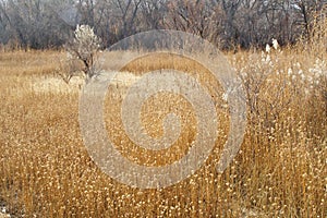 Wildflowers in the Bosque de L`Apache