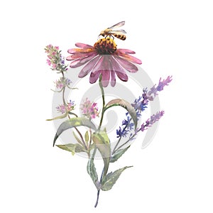 Wildflowers bouquet with Echinacea purpurea, sage and thyme, and bee, sitting on the flowers on a white background