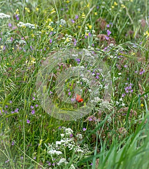 Wildflowers in the breeze