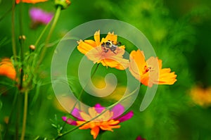 Wildflowers in the Breeze with Bumble Bee