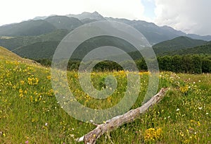Wildflowers in Bucegi Mountains from Lom Valley
