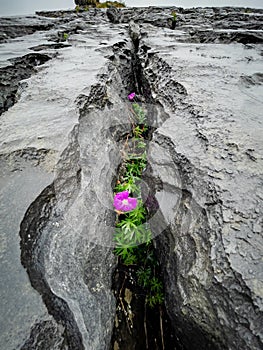 Wildflowers in The Burren