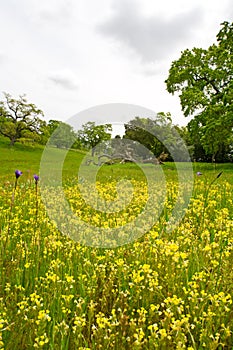 Wildflowers, Butter-and-eggs and Blue Dicks, in a
