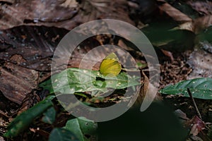 Wildflowers butterfly