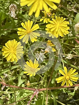 Wildflowers in close up