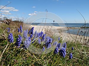 Wildflowers by coast