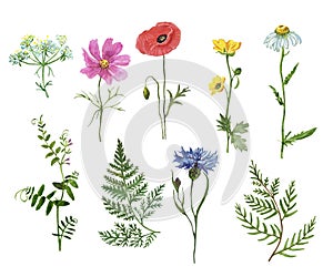 Wildflowers collection. Watercolor hand drawn wild flowers and herbs illustration, isolated on white background. Cornflower, poppy